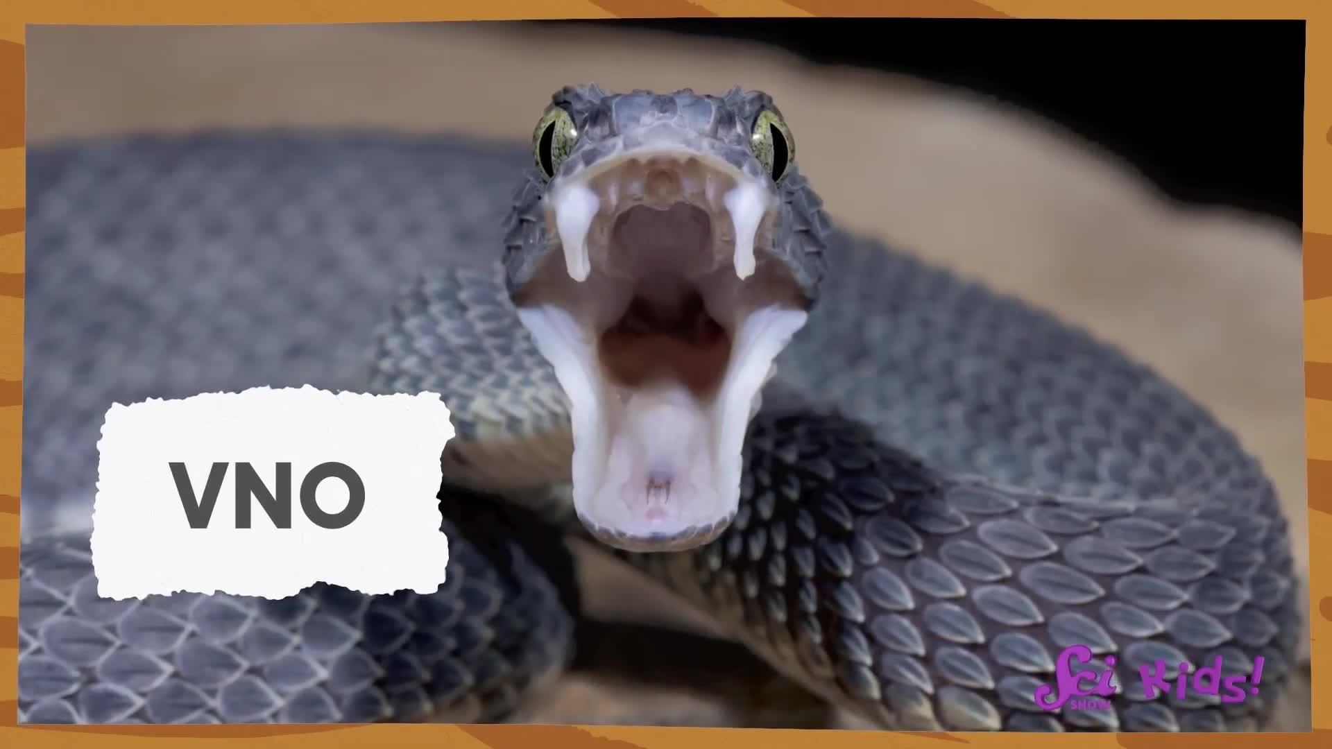 How Do Snakes Smell With Their Tongues? | Amazing Animal Senses! | SciShow Kids